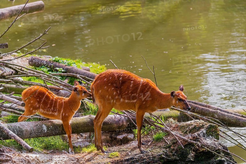 A female adult Congo sitatunga or forest sitatunga, Tragelaphus specii gratus stands with her calf ashore a small river