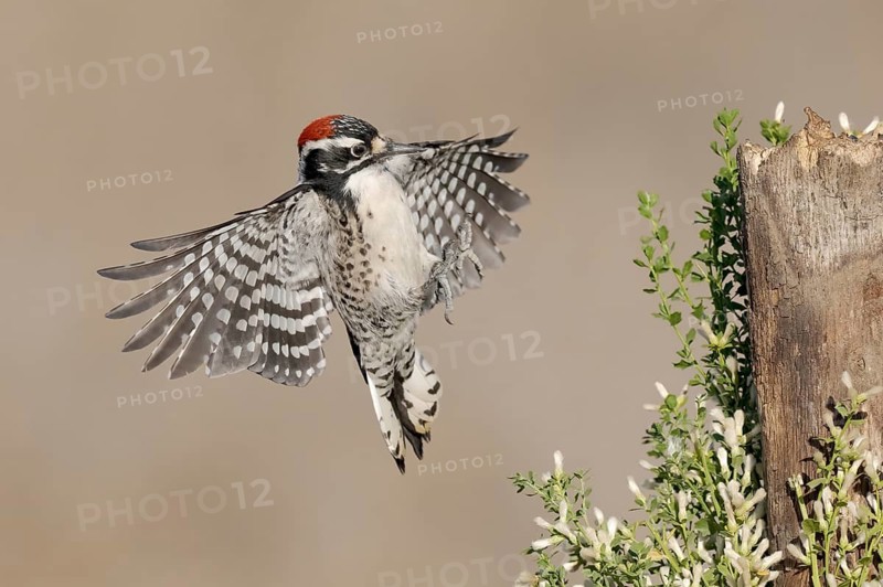 Nuttall's Woodpecker (Dryobates nuttallii) male approaching a tree stump, California, USA