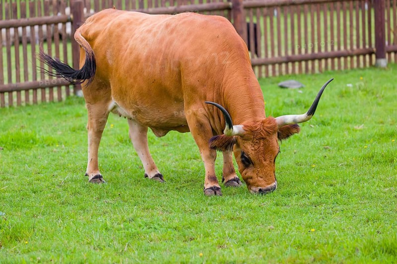 Cachena cattle bull (Bos primigenius taurus), a breed from Portugal and Galicia, Spain