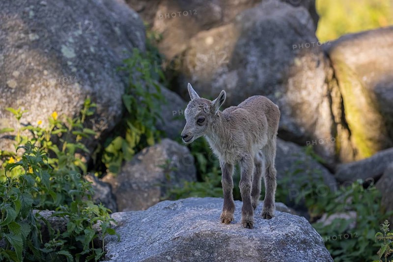 One baby ibex (Capra ibex) walking between rocks. Some green vegetation around