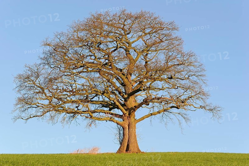 Oak (Quercus), a bare, gnarled solitary tree in the morning light, blue sky, North Rhine-Westphalia, Germany