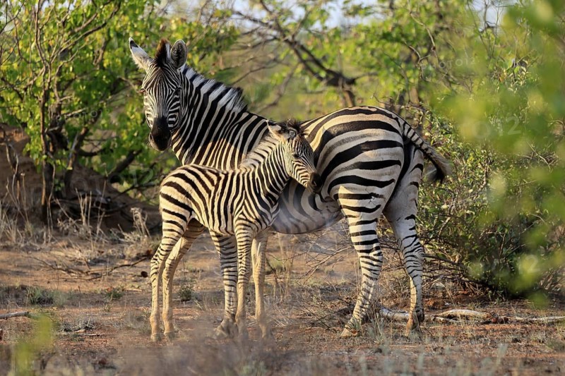 Burchell's zebra (Equus quagga burchelli), Burchell's zebra, adult, female, juvenile, mother, social behaviour, two animals, Kruger, Kruger National Park, South Africa