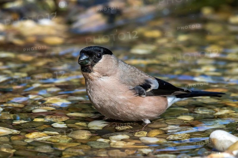 Eurasian Bullfinch (Pyrrhula pyrrhula) female in a little stream, Mecklenburg-Western Pomerania, Germany