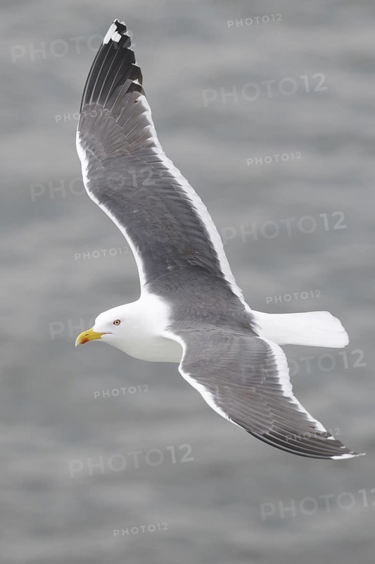 Lesser Black-backed Gull (Larus fuscus) flying, Texel, Netherlands