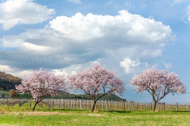 Almond tree blossom (Prunus dulcis), spring in the Southern Palatinate, Siebeldingen, Southern Palatinate, German or Southern Wine Route, Palatinate, Rhineland-Palatinate, Germany