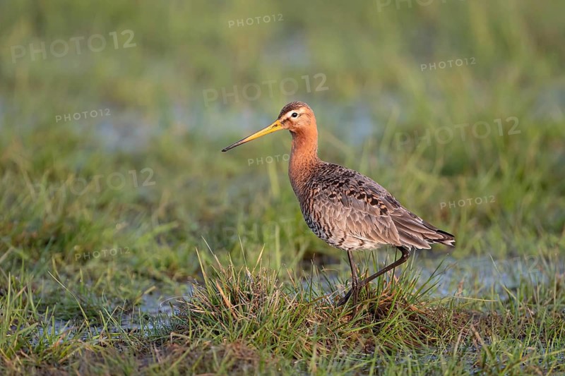 Black-tailed godwit (Limosa limosa), in a wet meadow, Ochsenmoor, Dümmer, Lemförde, Lower Saxony, Germany