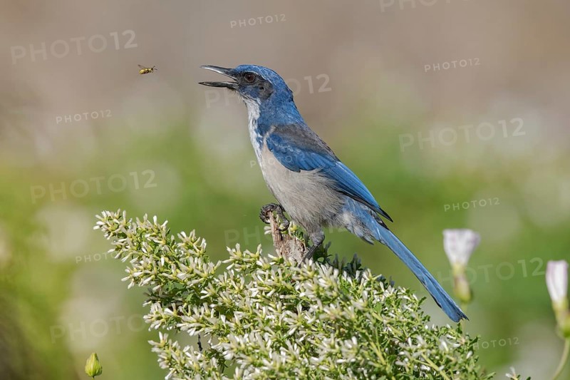 Island Scrub Jay (Aphelocoma insularis), California, USA
