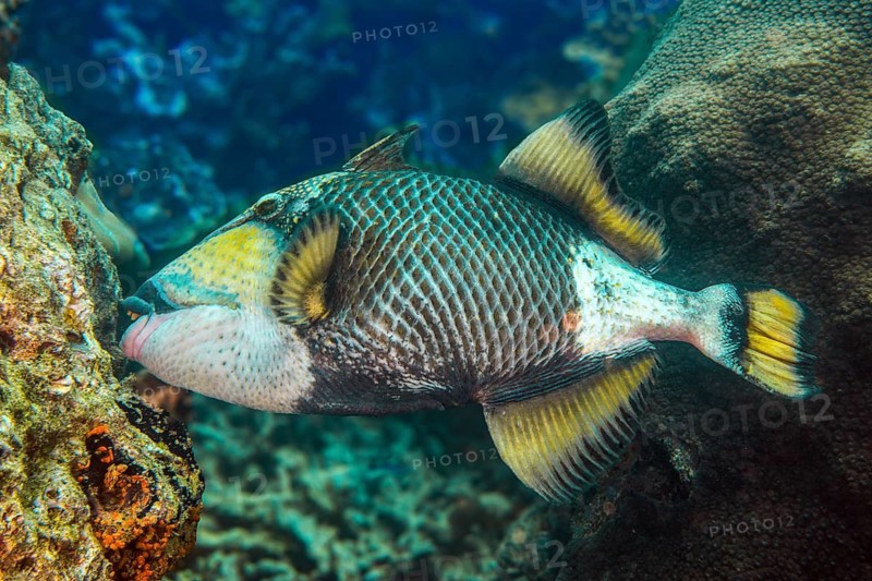 Giant triggerfish (Balistoides viridescens) bites off corals with strong teeth, Pacific, Yap Island, Yap State, Caroline Islands, FSM, Federated States of Micronesia, Australia, Oceania