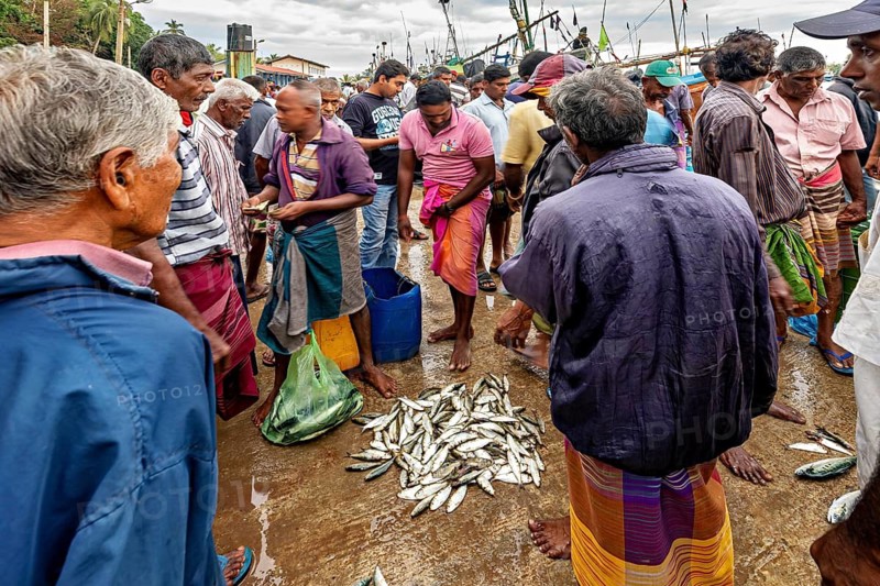 People crowd for freshly caught fish at a busy market, the fishermen at Matara fishing port in Sri Lanka