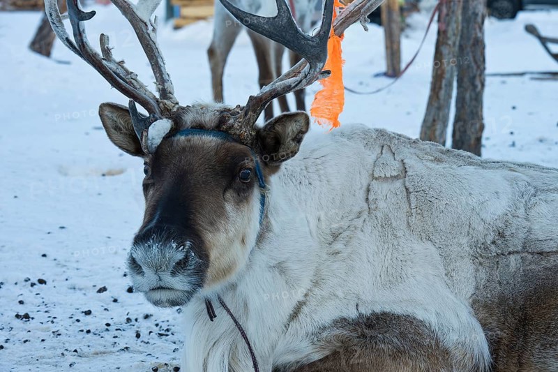 Reindeer belonging to Mongolian reindeer herders at their winter camp in the Mongolian subarctic taiga at minus 30 degrees Celsius, the Tsaatan or Dukha people in Northern Mongolia, Tsagaan Nuur (also Tsagaannuur), Khövsgöl Province, Khovsgol, Mongolia
