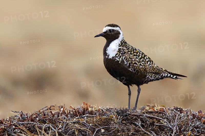 American Golden Plover (Pluvialis dominica), Alaska, USA