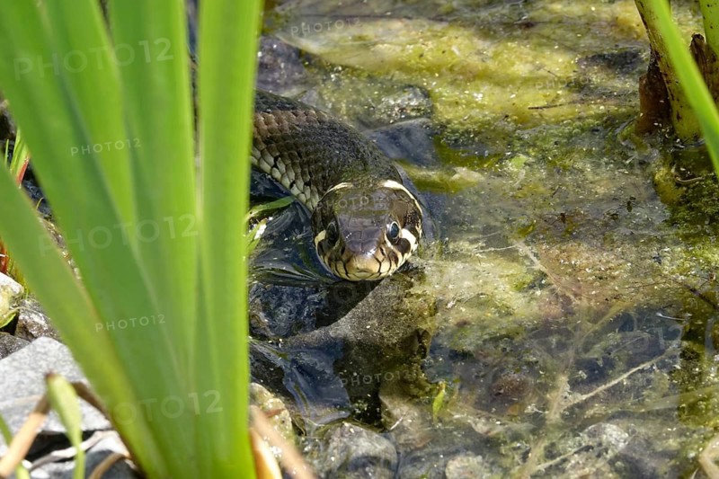 Grass snake on a pond bank, June, Saxony, Germany