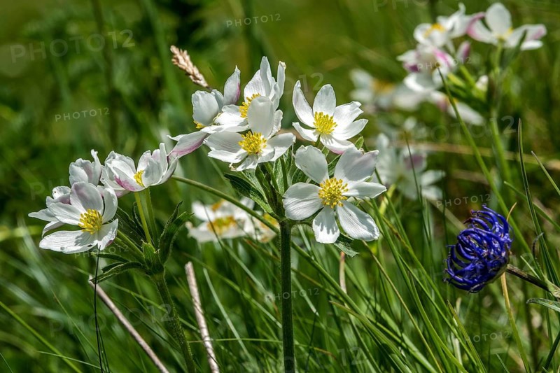 Daffodil anemone (Anemone narcissiflora), also known as the daffodil-flowered anemone or Alpine anemone, in bloom, Fellhorn, in bloom, Oberstdorf, Oberallgäu, Allgäu, Bavaria, Germany