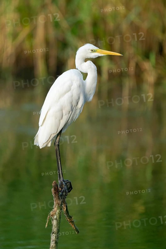 Great Egret (Ardea alba) standing on an old branch in the shallow water zone of a lake, Lower Saxony, Germany