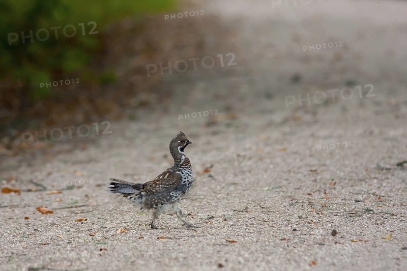 Hazel Grouse (Tetrastes bonasia), Bavaria, Germany