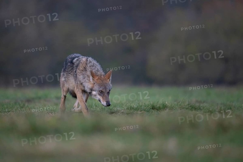European grey wolf, Eurasian wolf (Canis lupus lupus), wolf in forest clearing, Podlaskie Voivodeship, Poland