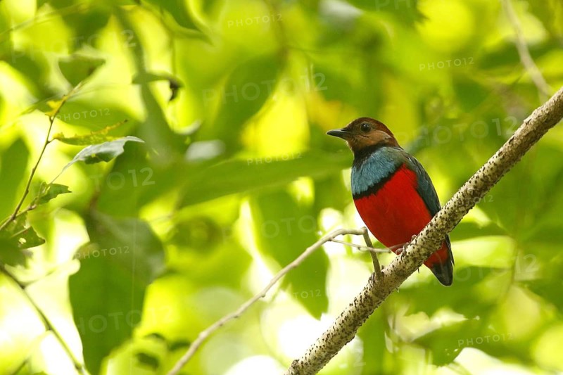 Philippine Pitta (Erythropitta celebensis) perched on a branch, North Sulawesi, Indonesia