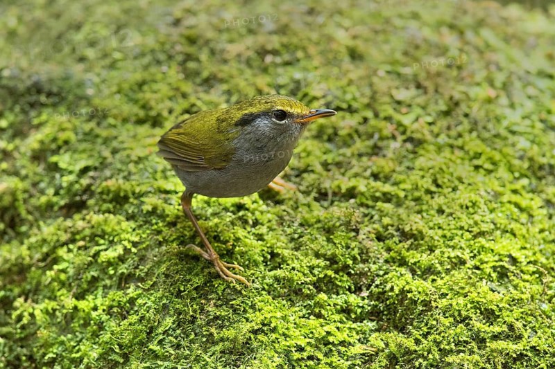 Grey-bellied Tesia (Tesia cyaniventer), Bidoup National Park, Vietnam
