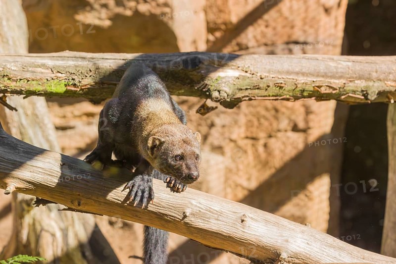 A Tayra (Eira barbara) runs on branches of a fallen tree