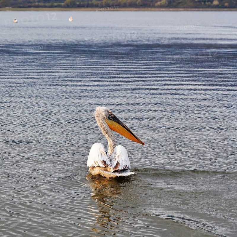 A single Dalmatian pelican (Pelecanus crispus), birdwatching, Lake Kerkini, Central Macedonia, Greece