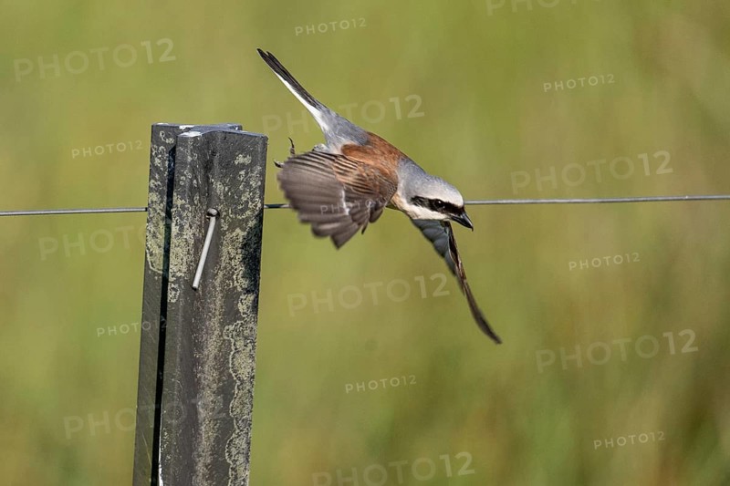 Red-backed shrike (Lanius collurio), Emsland, Lower Saxony, Germany