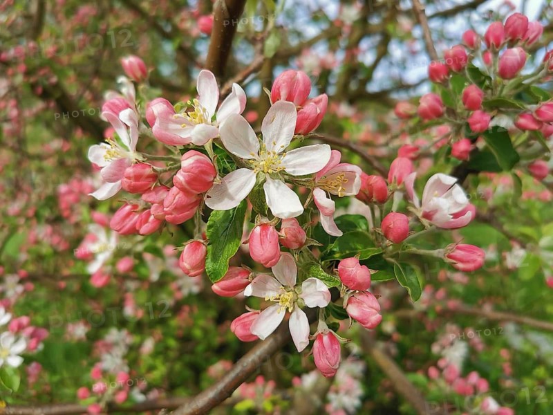 White-pink apple blossoms (malus) on a tree branch in spring, Berlin