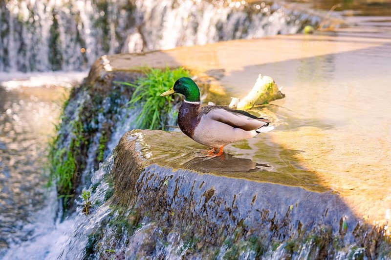 A duck stands near a small waterfall in sunlight, Aidlingen, Böblingen district, Germany