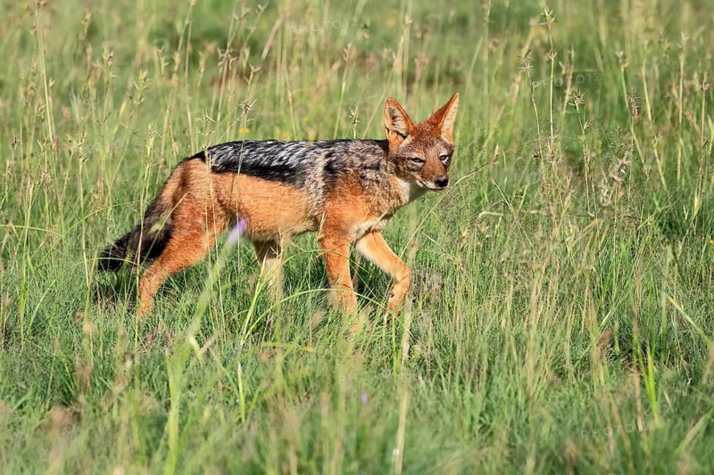 Black-backed jackal (Lupulella mesomelas), adult, running, foraging, Mountain Zebra National Park, Eastern Cape, South Africa