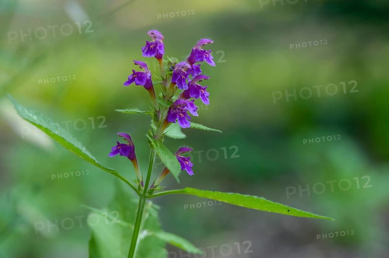 Fluff hollow tooth, galleopsis pubescens, soft hollow tooth, downy hempnettle, flora, hairy hempnettle, hollow tooth, plants
