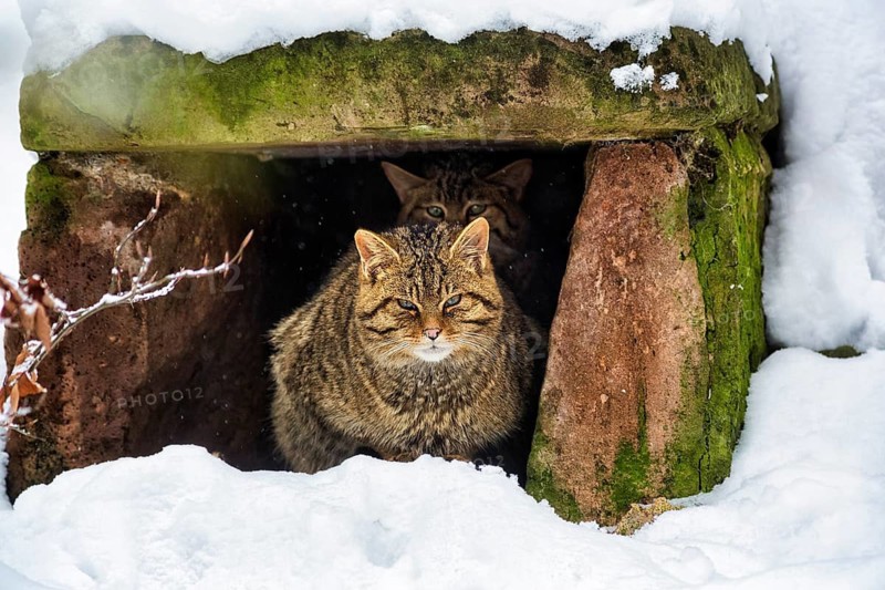 Two wildcat (Felis silvestris) in the game reserve, in the snow, Neuhaus Wildlife Park in winter, Neuhaus im Solling, Solling-Vogler nature park Park, Lower Saxony, Germany