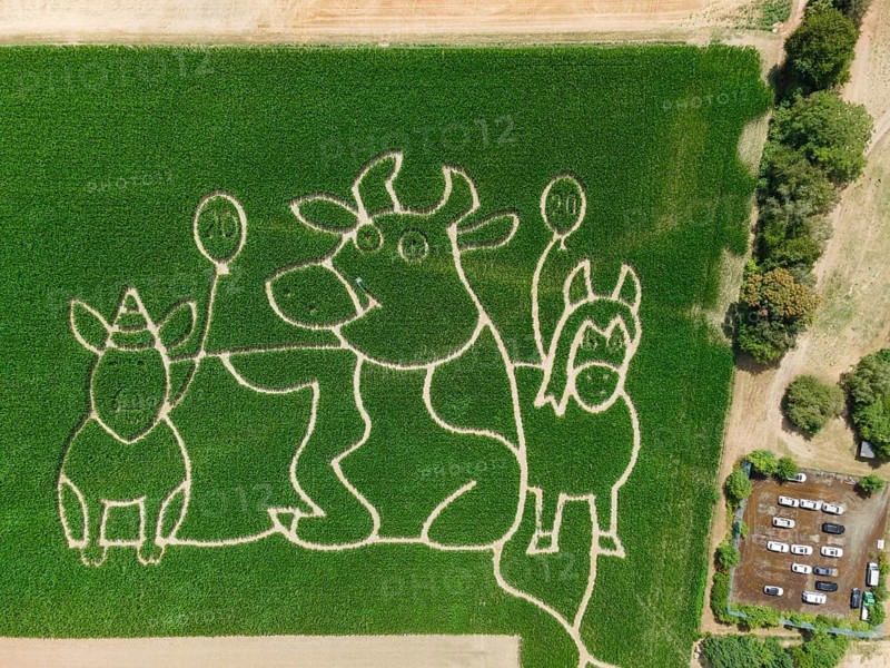 The Maisgeister maize maze near Weißkirchen, close to Frankfurt am Main, will feature ‘Lieselotte' – the cow of the same name from the children's book series of the same name, which is celebrating its 20th anniversary – as its theme in the summer of 2026. The maze opens on 25 July 2026. (Aerial view taken by drone), Oberursel, Weißkirchen, Hesse, Germany