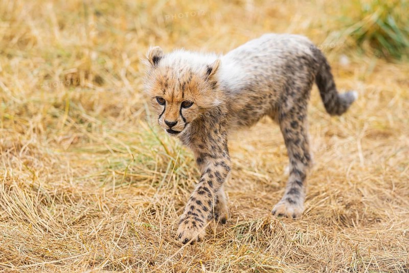 Cheetah (Acinonyx jubatus) youngster walking on a meadow, captive, occurrence Africa
