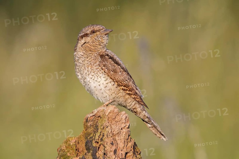 Eurasian Wryneck (Jynx torquilla) perched on a stump, Poland