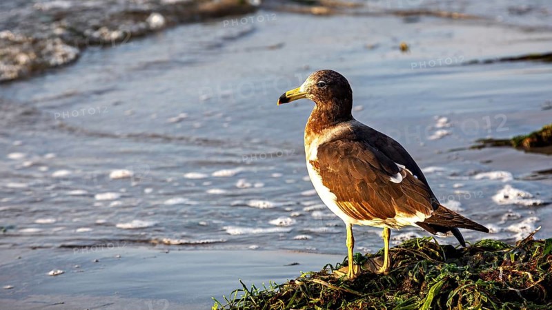 A seagull stands on the beach near the coast, surrounded by seaweed and gentle waves, a Belcher's gull near Paracas in Peru (Larus belcheri)