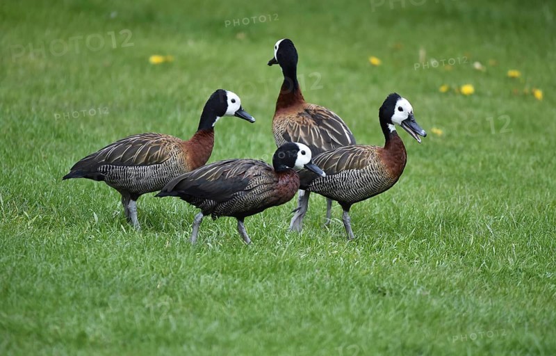 Widow-whistling duck, widow duck, barnacle duck, barnacle whistling duck, (Dendrocygna viduata) in the meadow