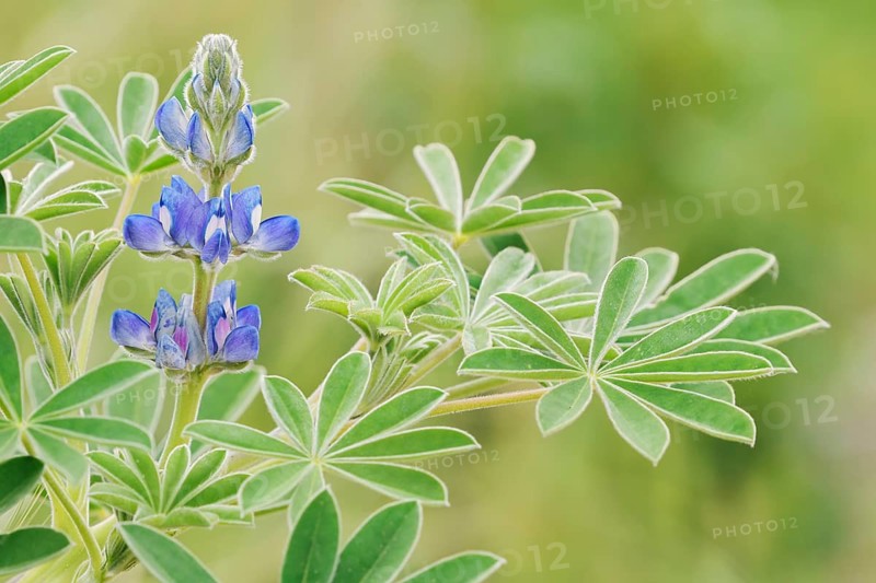 Lupine (Lupinus cosentinii), inflorescence and leaves, Algarve, Portugal