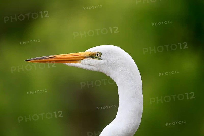 Great Egret (Ardea alba), adult, portrait, Orlando, Florida, USA, North America