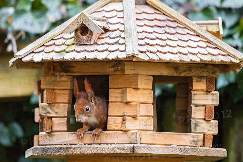 Eurasian Red Squirrel (Sciurus vulgaris) feeding in bird house, Berlin, Germany