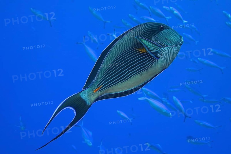 Red Sea Clown Surgeonfish (Acanthurus sohal)