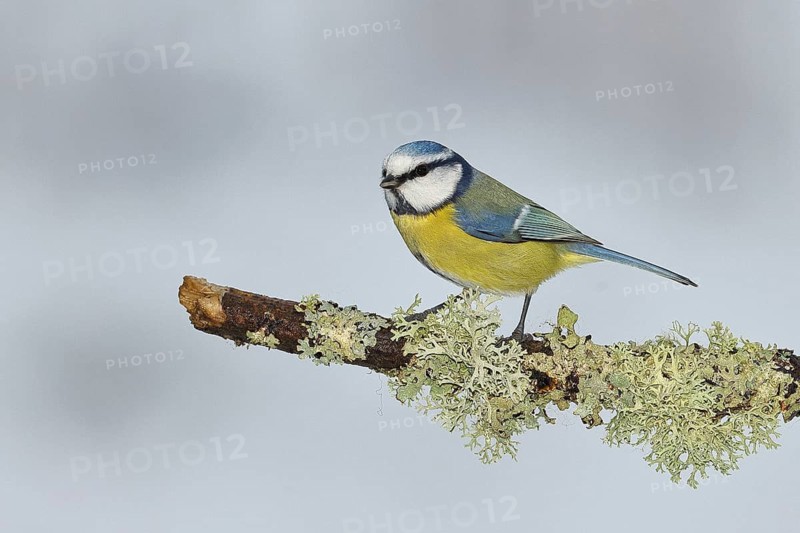 Blue tit (Parus caeruleus), sitting on a branch overgrown with reindeer lichen (Cladonia rangiferina), North Rhine-Westphalia, Germany