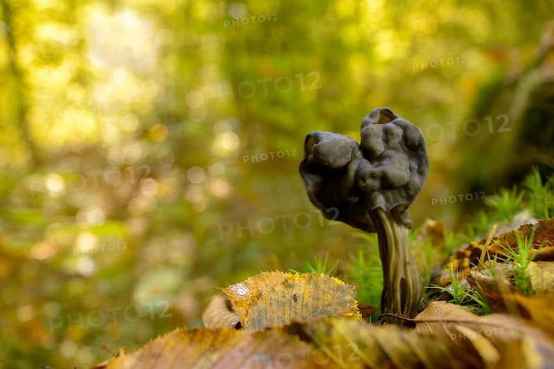 Spring pit laurel, pit laurel, helvella lacunosa, helvella sulcata, helvellaceae, lornel relatives, elf saddle, fluted black elf saddle, fungi, fungus, late grey saddle, mushrooms