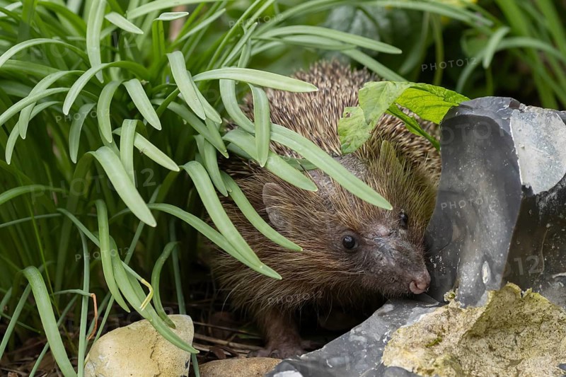 European hedgehog (Erinaceus europaeus) adult animal in a garden, England, United Kingdom