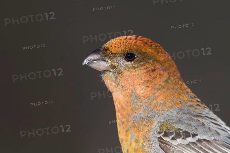 Pine Grosbeak - Hakengimpel - Pinicola enucleator, Finland