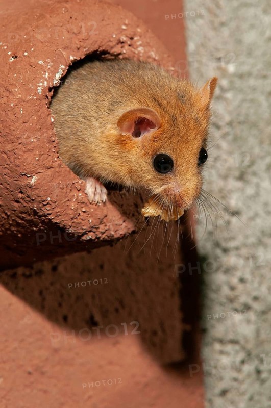 Hazel vole, Hazel dormouse, Muscardinus avellanarius, rodents, rodentia, bilche, dormice, dormouse, high size, portrait format, mammals, nesting aid, nesting box, rodents, sleepers, mammals