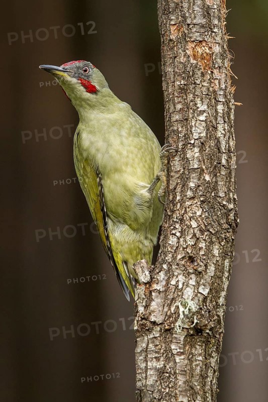 European Green Woodpecker (Picus viridis), adult male perched on a tree, Castilla Leon, Spain