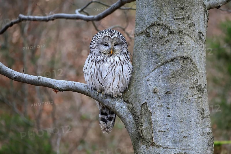 Hawk owl (Strix uralensis), adult, in winter, on tree, on tree trunk, Bohemian Forest, Czech Republic, Europe, Germany