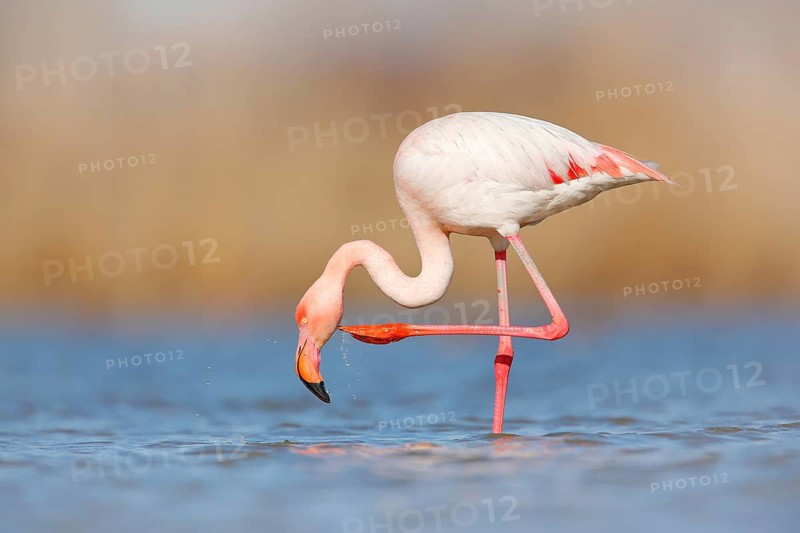 Flamingo cleaning plumage. Wildlife animal scene from nature. Flamingo in nature habitat. Beautiful water bird. Pink big bird Greater Flamingo, Phoenicopterus ruber, in the water, Camargue, France