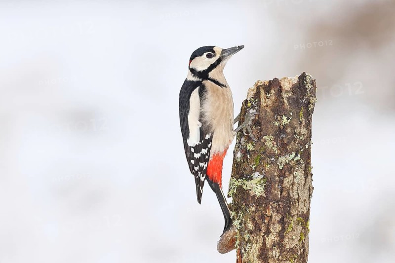 Great spotted woodpecker (Dendrocopos major), male, foraging in winter on a tree stump covered with moss and lichen in the forest, Wilnsdorf, North Rhine-Westphalia, Germany