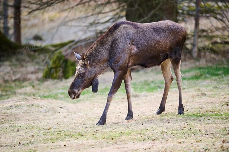 Elk (Alces alces) standing on a meadow on the edge of a forest, Bavaria, Germany