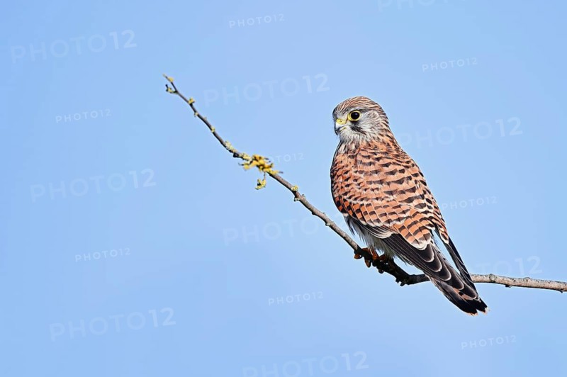 Kestrel (Falco tinnunculus), a female perched on a twig, North Rhine-Westphalia, Germany